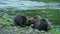 Three brown bears eat salmon together on the shore.