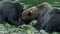 Three brown bears eat salmon together on the shore.