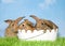 Three brown bunnies on grass two in easter basket