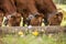 Three brown calfs eating