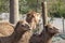 Three brown camels and a bird sitting on ground side by side