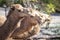 Three brown camels sitting on ground side by side