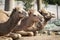 Three brown camels sitting on ground side by side