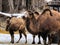 Three brown camels at Wisconsin zoo