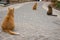 Three brown cats sitting in the same position