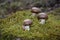 Three brown champignons mushrooms Agaricaceae on green Moss