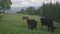 Three brown cows with a bells on their necks grazes on a summer mountain meadow on a sunny day.