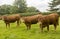 Three Brown Cows Facing The Camera.