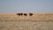 Three brown cows grazing on pasture in field