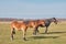 Three brown cute horses sleep peacefully, standing on the meadow. Horses grazes in a pasture late autumn