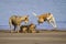 Three Brown Dogs Jumping, Playing and Sand Basking at beach