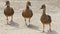Three Brown Ducks