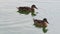 Three brown ducks swim in a lake on a sunny day in slo-mo