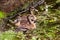 Three brown feathered female ducks swimming on the side of a pond.