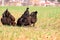 Three brown hens graze freely in the field, eat green grass and fresh grain in the field