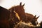 Three brown horses eat hay from a stack on a farm