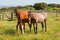 Three brown horses eatin grass in a fenced field