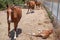 Three brown horses and a foal sleeping