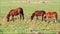 Three brown horses grazing on meadow