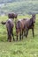 Three brown horses stand in a row. One looks into the camera while the others eat grass. The horses graze in the mountains among