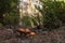 Three brown mushrooms in the forest