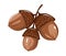 Three brown oak acorns isolated