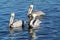 Three Brown Pelicans