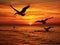 Three Brown Pelicans Fly Near the Beach at Sunset