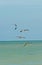 Three brown pelicans flying past a kite board parachute