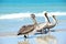 Three Brown Pelicans Pelecanus occidentalis walking on the beach among people in Varadero Cuba