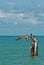 Three brown pelicans standing on wood pilings or landing in tropical water