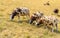 Three brown spotted sheep in the foreground in yellowed grass