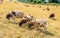 Three brown spotted sheep in the foreground in yellowed grass