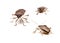 Three Brown Stink Bugs