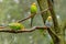 Three Budgerigars, long-tailed parrots, with yellow, blue, green feathers are sitting on the branch. Melopsittacus undulatus