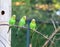 Three budgerigars of natural coloration is sitting on a branch
