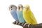 Three budgies are in the roost