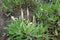 Three buds of Oenothera macrocarpa