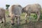 Three buffalo children are eating grass which is not growing