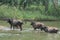 Three buffalo cows come out of Kaveri River, India.