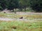 Three buffalo in a grassy field