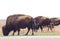 Three buffalo grazing beside the road in Tall Grass Pairie swishing their tails