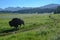 Three Buffalo Roam Along Wide Dirt Trail