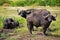 Three buffalos taking a mud bath to cool of from the heat on the kenyan savannah