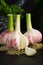 Three bulbs of young garlic on dark background close-up macro