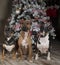 Three bull terriers in front of the Christmas tree