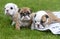 Three bulldog siblings playing outside