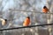 Three bullfinches