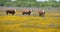 Three bulls in a field of flowers