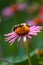 Three bumblebees (bombus) harvesting pollen on a coneflower (echinacea)